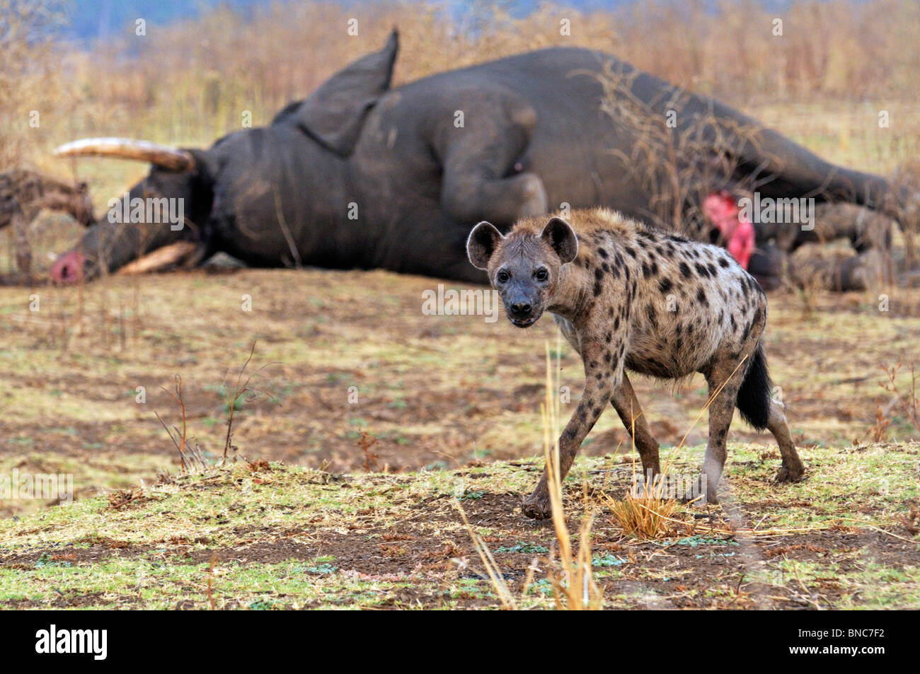 Gesichtet, Hyänen (Crocuta Crocuta) zu Fuß vor der Toten Elefanten (Loxodonta Africana), South Luangwa Nationalpark, Sambia Stockfoto