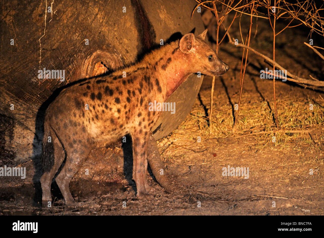 Entdeckt von Hyänen (Crocuta Crocuta) Fütterung auf Elefanten Körper in der Nacht (Loxodonta Africana), South Luangwa Nationalpark, Sambia Stockfoto