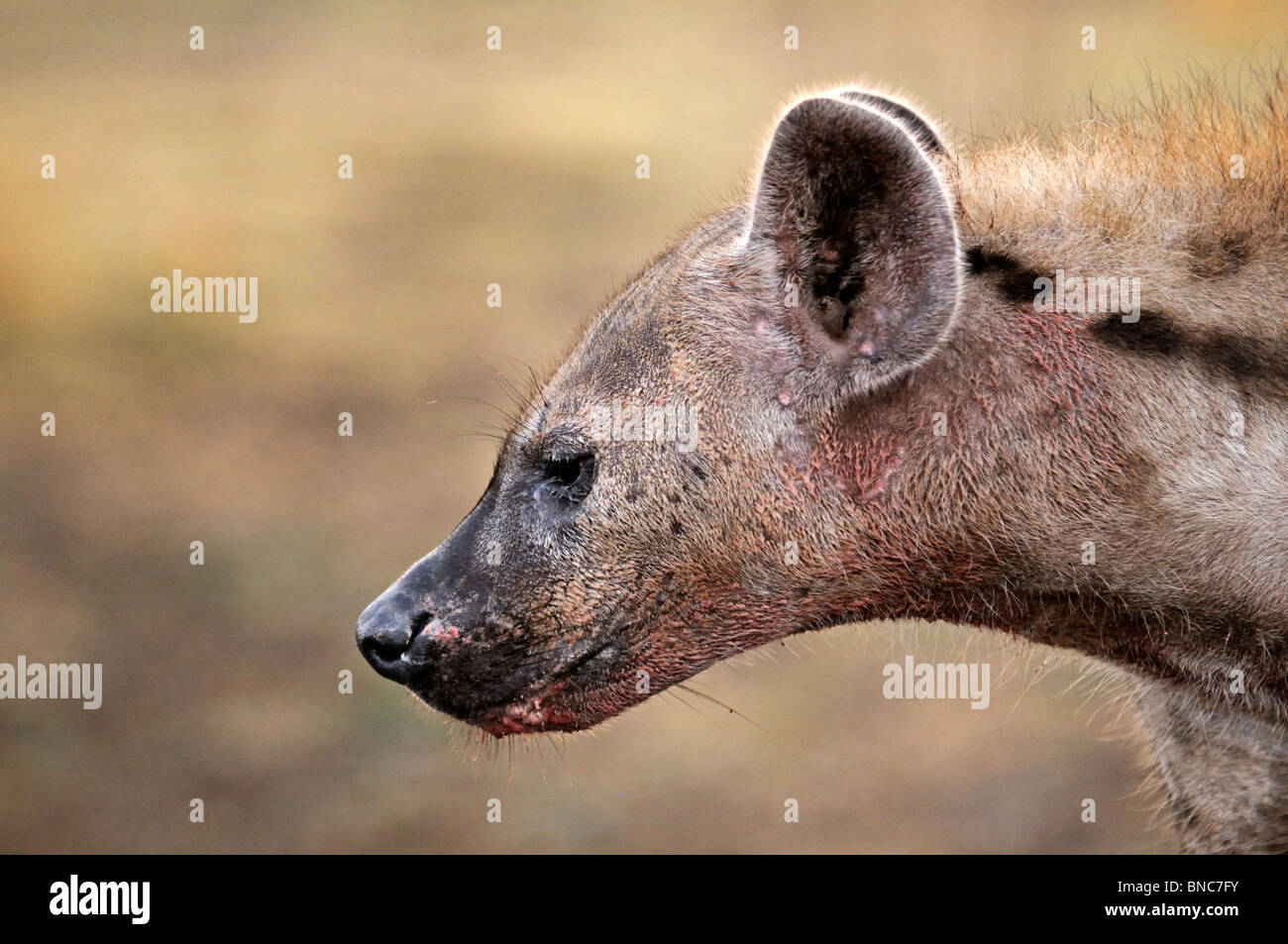 Nahaufnahme Portrait entdeckt Hyänen (Crocuta Crocuta), South Luangwa-Nationalpark, Sambia Stockfoto