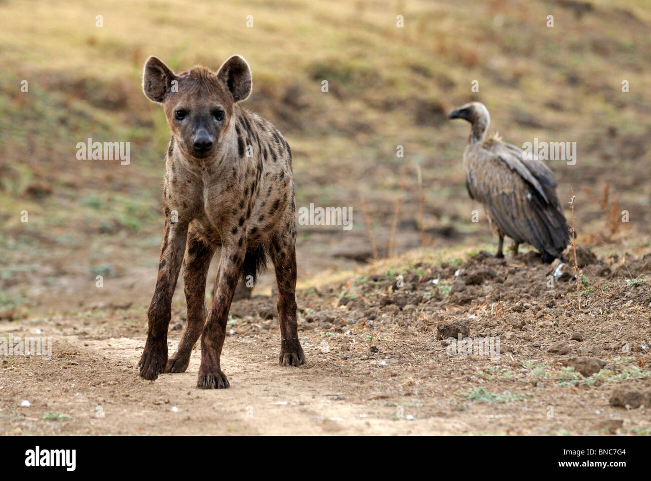 Hyänen (Crocuta Crocuta) und entdeckten Weißrückenspecht Geier (abgeschottet Africanus), South Luangwa-Nationalpark, Sambia Stockfoto