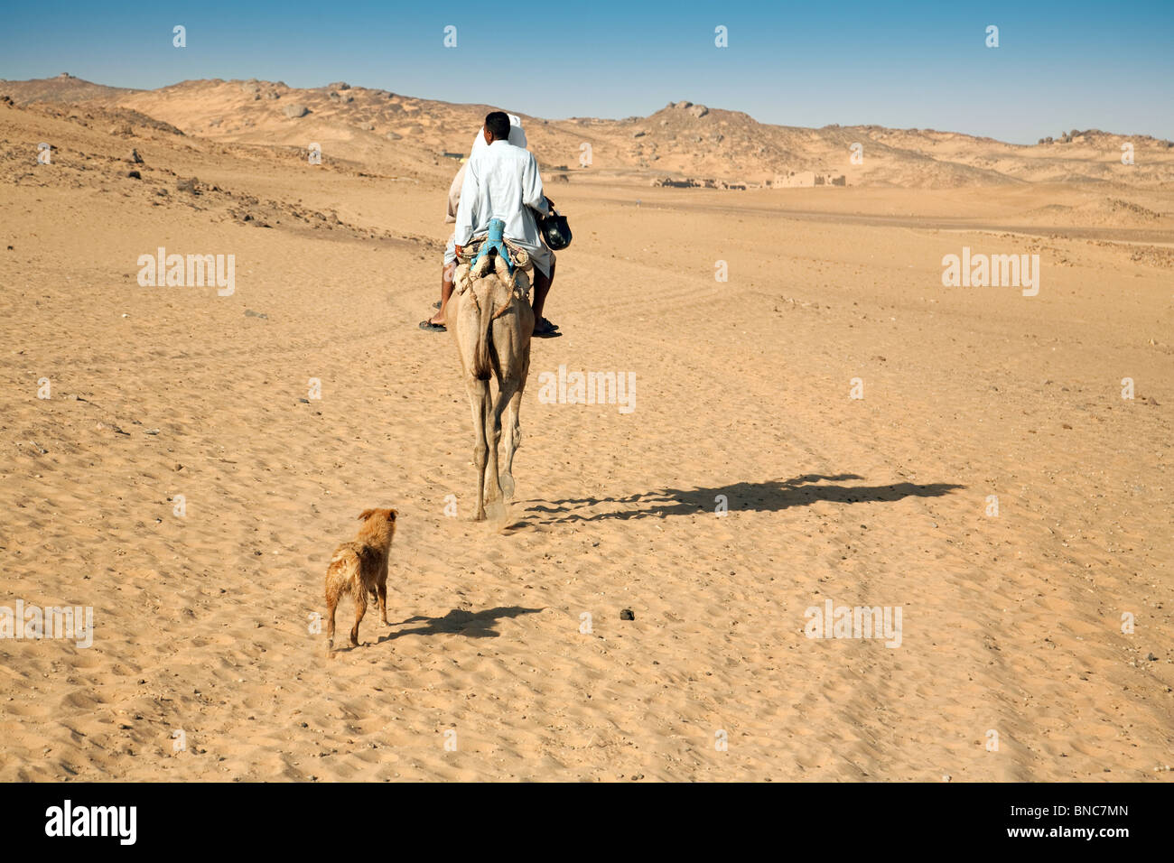 Einheimische ägypter reiten mit ihrem Hund, Ägypten, Afrika, auf ihrem Kamel in der ägyptischen Wüste bei Assuan Stockfoto