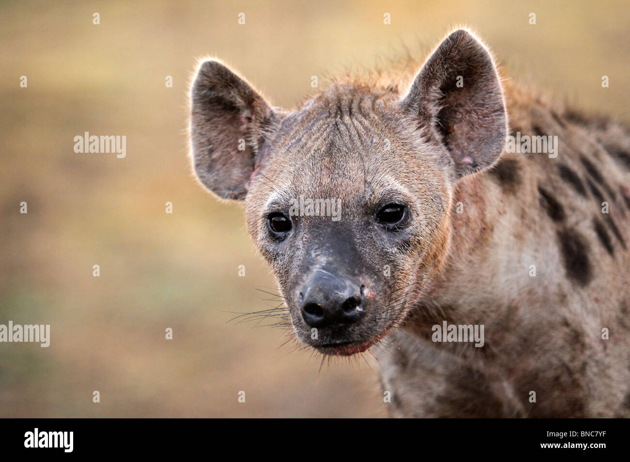 Nahaufnahme Portrait entdeckt Hyänen (Crocuta Crocuta), South Luangwa-Nationalpark, Sambia Stockfoto
