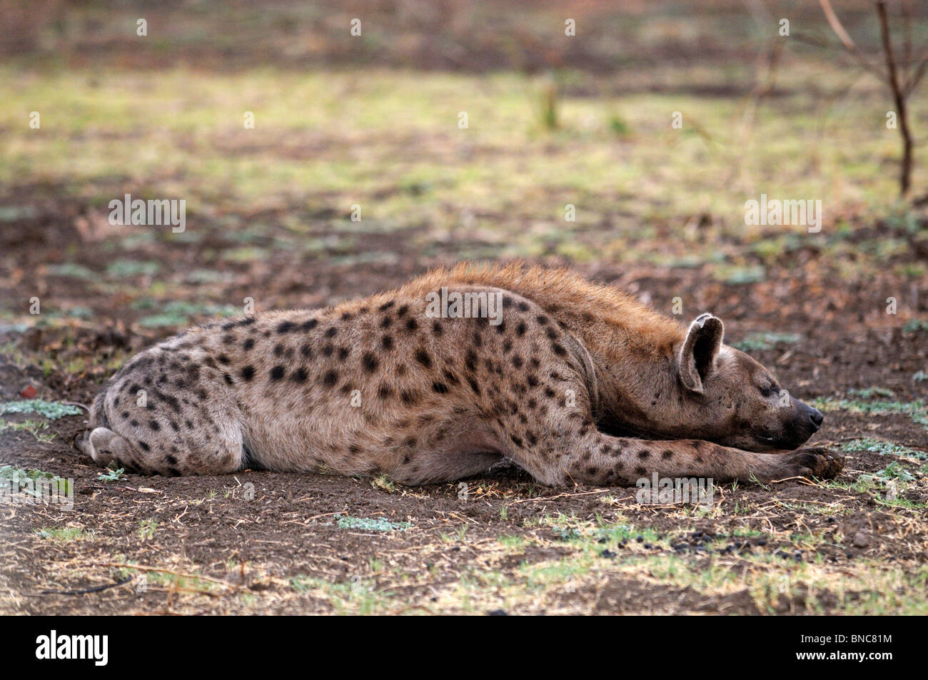 Gefleckte Hyänen (Crocuta Crocuta) ruhen, South Luangwa Nationalpark, Sambia Stockfoto