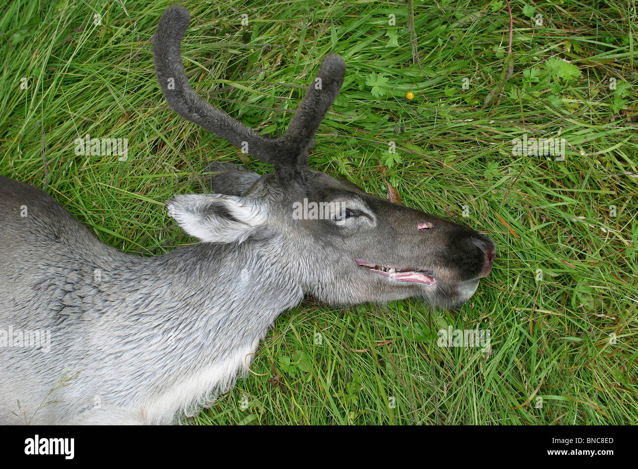 Totes Rentier Rentier im norden -Fotos und -Bildmaterial in hoher Auflösung – Alamy
