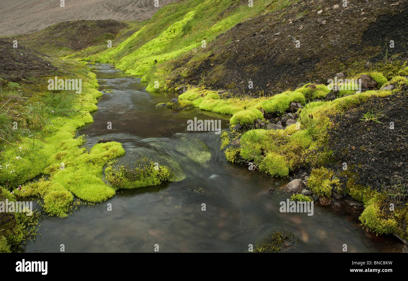 Feder fließt durch Moos bedeckt Lava-Bett, Island Stockfoto