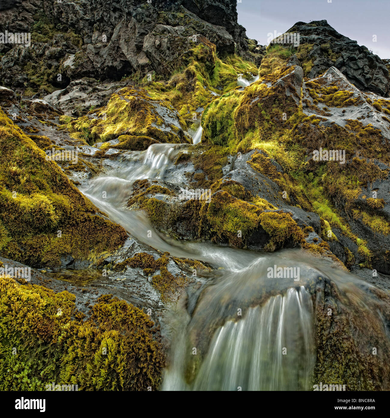 Creek unter Moos bedeckt Lava im isländischen Hochland, Island Stockfoto
