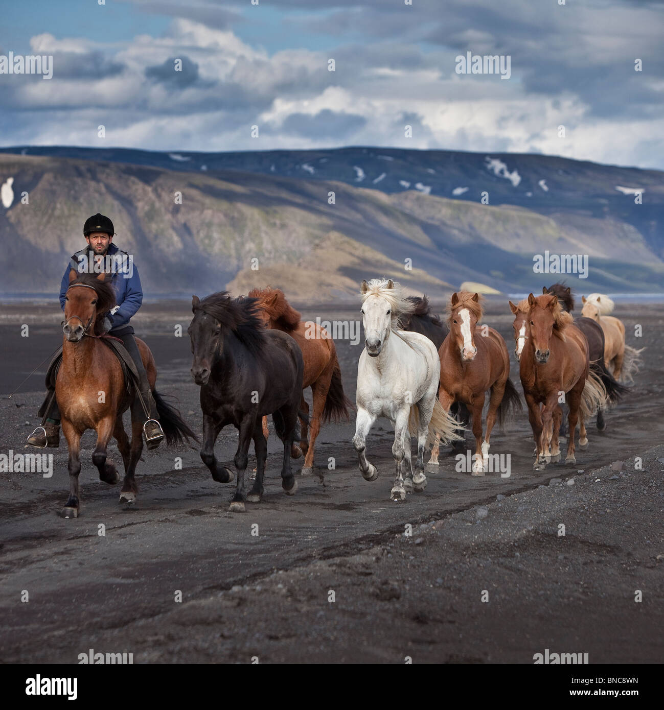 Bewegliche Herde von Islandpferden am schwarzen Sandstrand von Maelifellssandi, Gletscher Mýrdalsjökull, Island Stockfoto