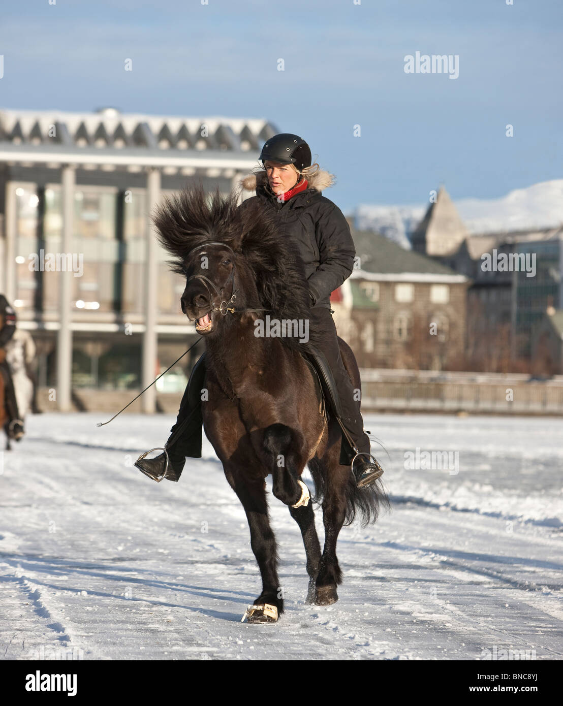 Winter Pferdeausstellung auf zugefrorenen Teich in Reykjavik, Island Stockfoto