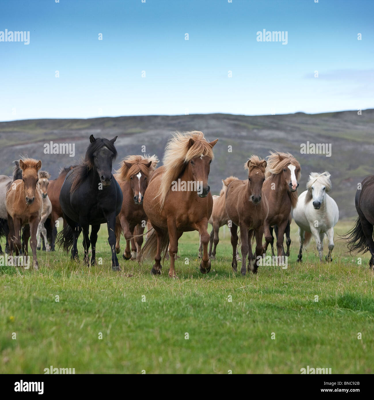 Herde von Islandpferden unterwegs, South Coast Island Stockfoto