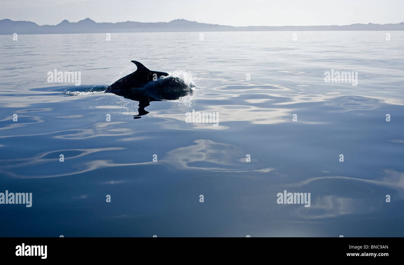 Ein Delphin schwimmt in der Loreto Bay Mexico südlichen Baja California State, 19. Februar 2009. Stockfoto