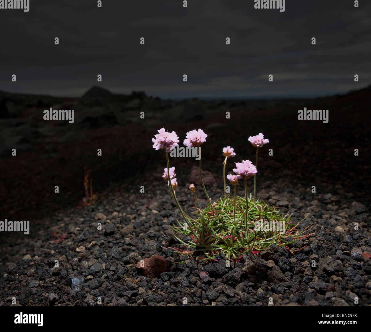 Rosa Wildblumen wachsen in schwarzen Sand und Lava, Island Stockfoto