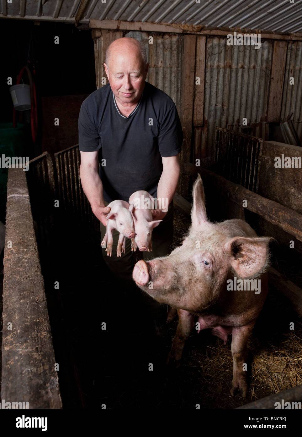 Schweine auf Schweinefarm, Hornafjördur, Island Stockfoto