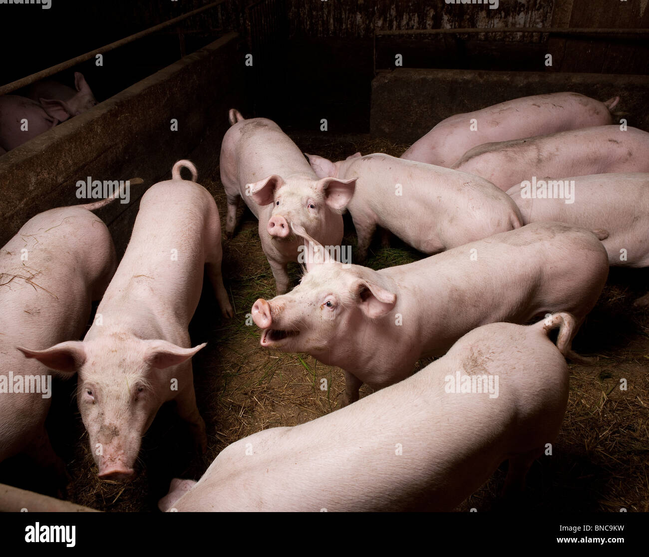 Schweine auf Schweinefarm, Hornafjördur, Island Stockfoto