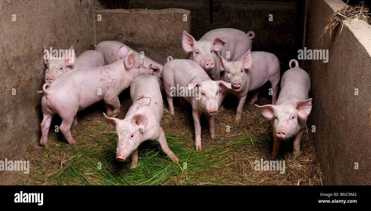 Schweine auf Schweinefarm, Hornafjördur, Island Stockfoto