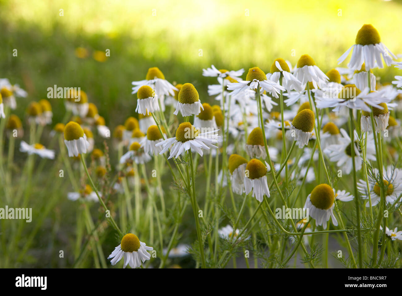 Mayweed Blumen, Island Stockfoto