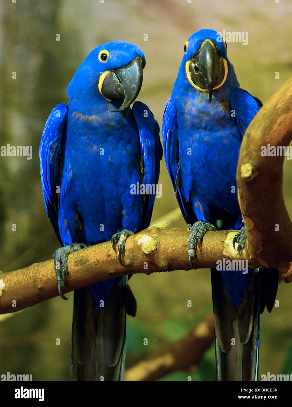 Blauen Hyazinth-Ara Papagei Stockfoto