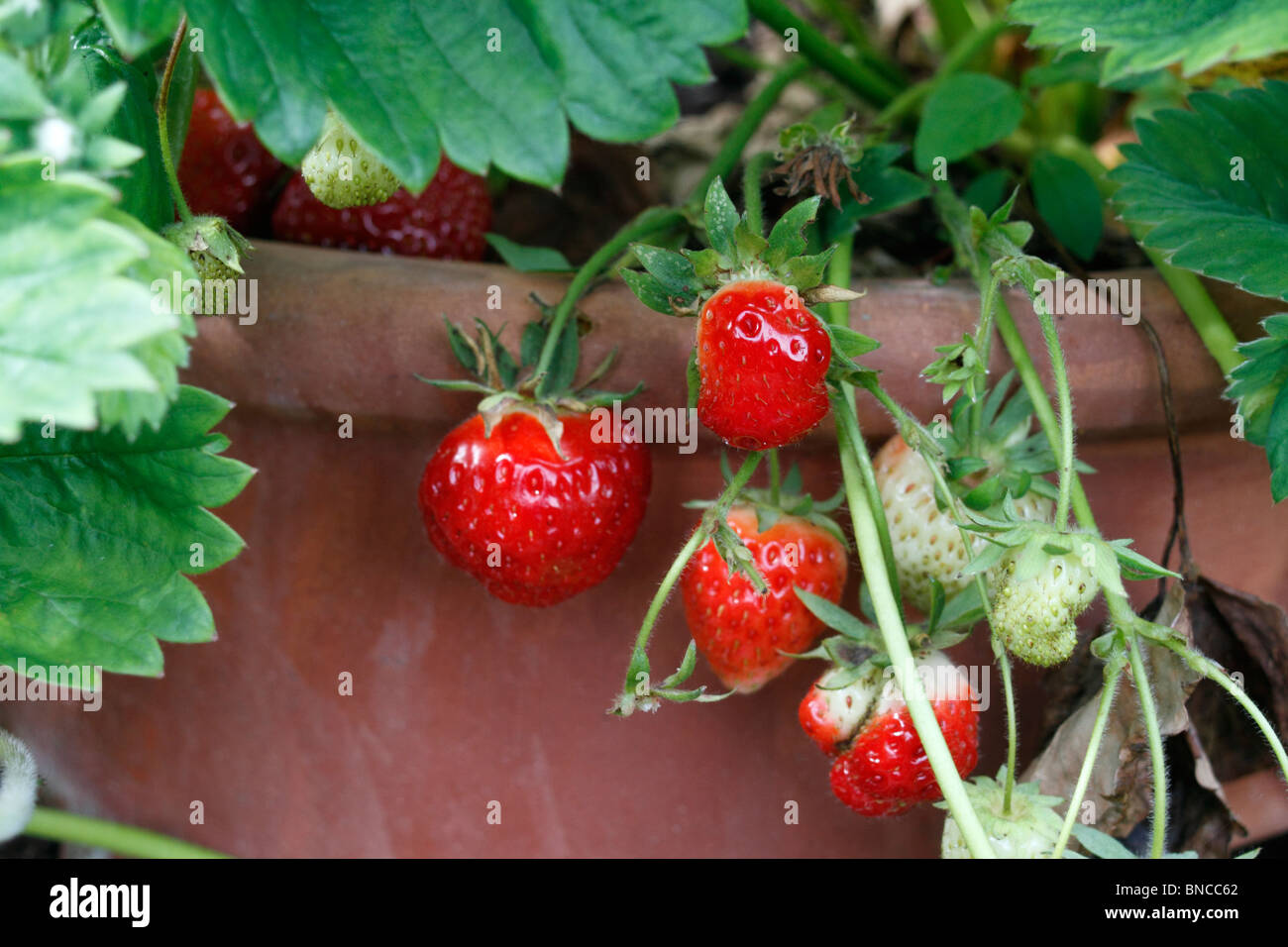 Topf angebaute Erdbeeren, Fragaria Ananassa - Rhapsodie. Lange konische Früchte, die groß bis mittelgroß mit einem attraktiven Hochglanz-rot und feste Fleisch sind. Früchte sind saftig und haben guten Geschmack. Stockfoto
