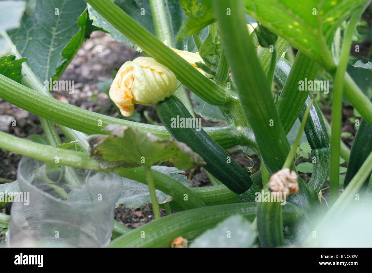 Cucurbita Pepo, Zucchini, Zucchini Pflanze, kleine Squash - im Grunde ein  Baby Knochenmark. Halb begraben Kunststoff Flasche wird verwendet, um die  Wurzeln der Pflanze Wasser Stockfotografie - Alamy