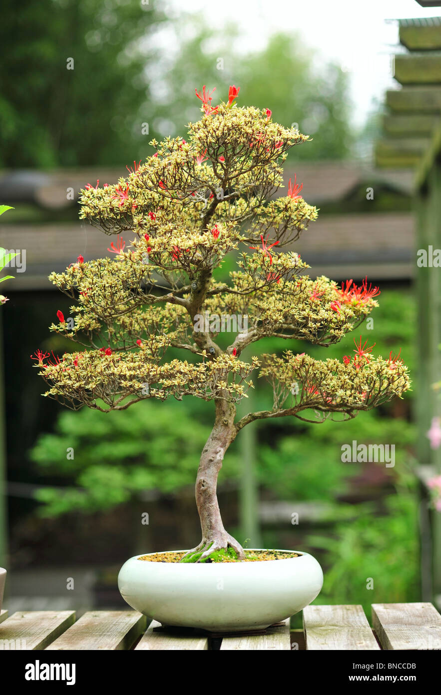 Bonsai-Baum, Rhododendron Indicum, Yuki keine Hana Stockfoto