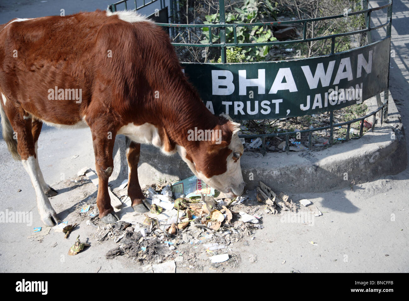 A Kuh ernährt sich von Müll und Abfall am Straßenrand in Jaigaon, West-Bengalen, die Gateway Stadt an das benachbarte Bhutan. Stockfoto