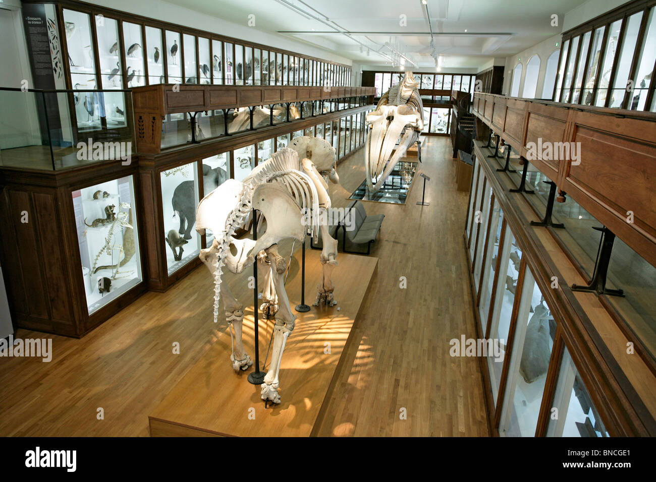 Natural history museum library Fotos und Bildmaterial in hoher