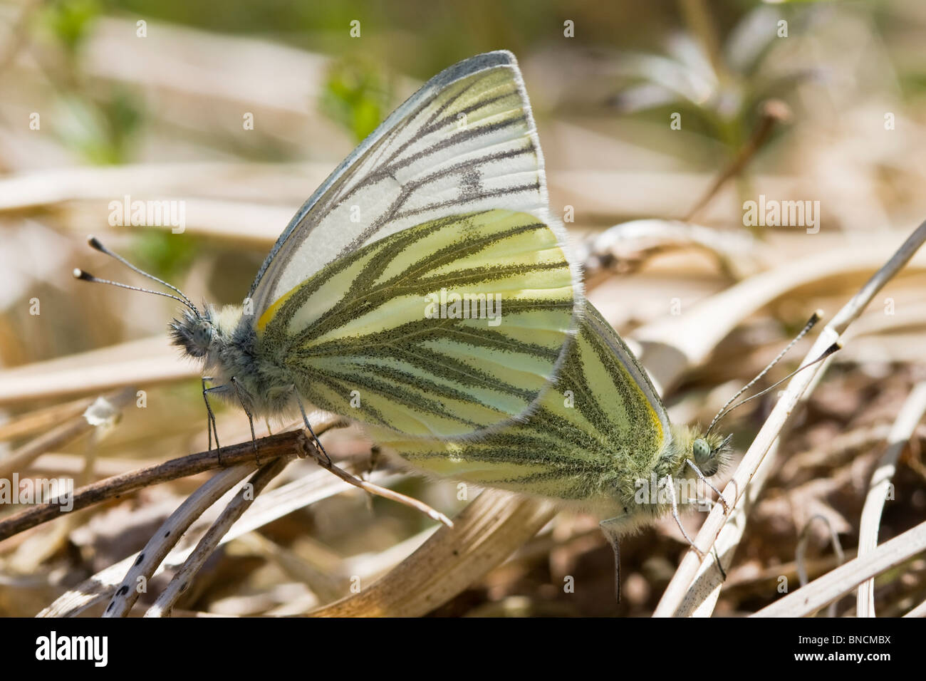 Rapsweißling - Pieris napi Stockfoto