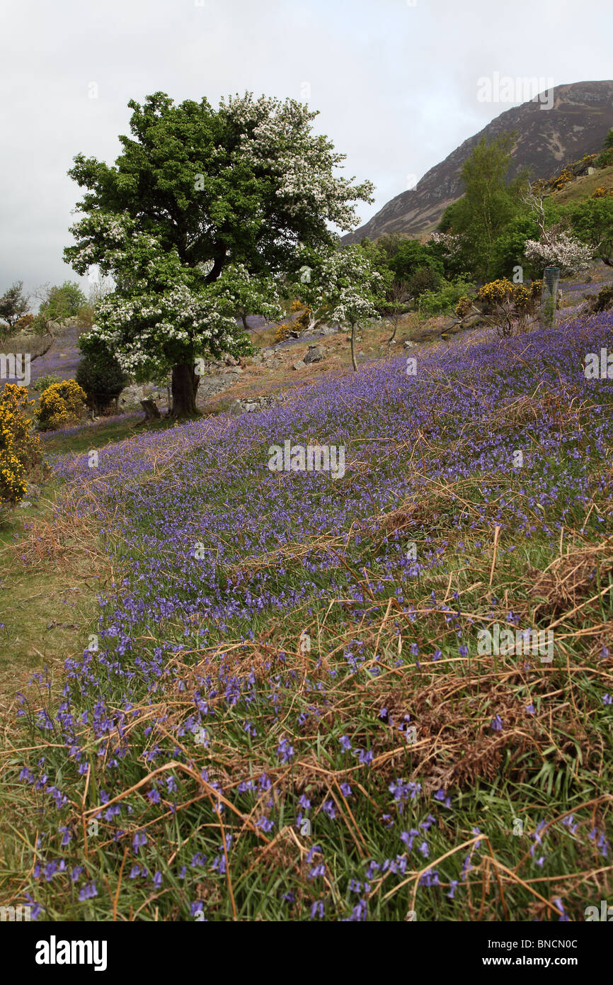 Bluebell Bedeckung des Lakeland Hang Stockfoto