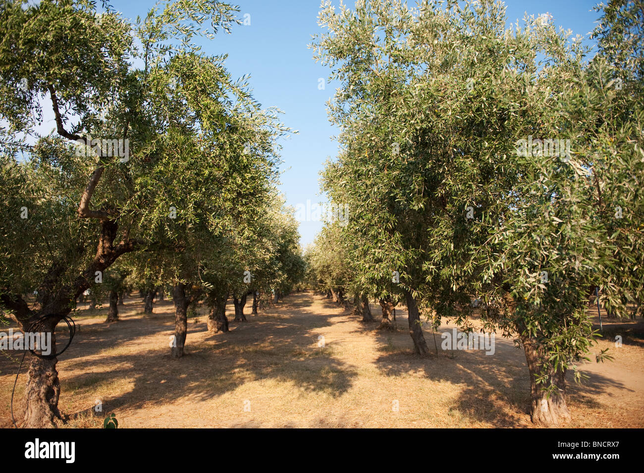 Olive Obstgarten mit hintereinander Stockfoto