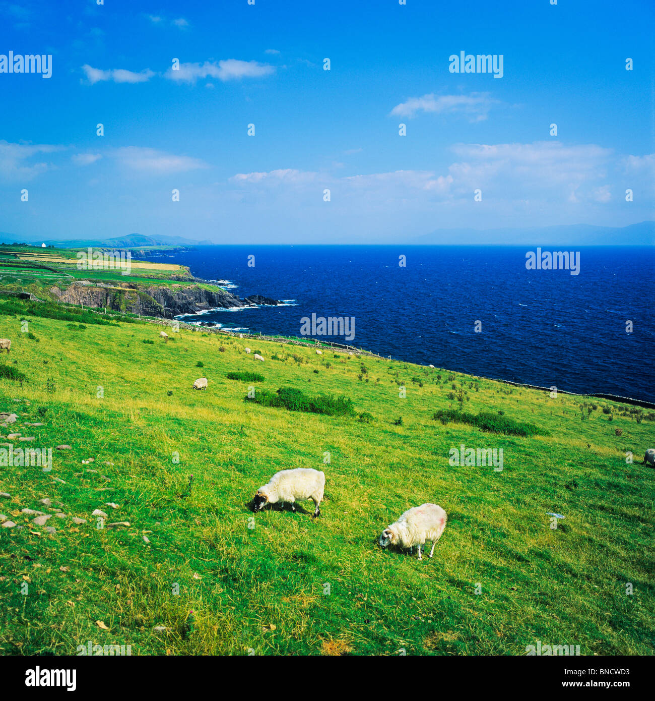 SCHAFBEWEIDUNG VON MEER DINGLE HALBINSEL COUNTY KERRY IRLAND Stockfoto