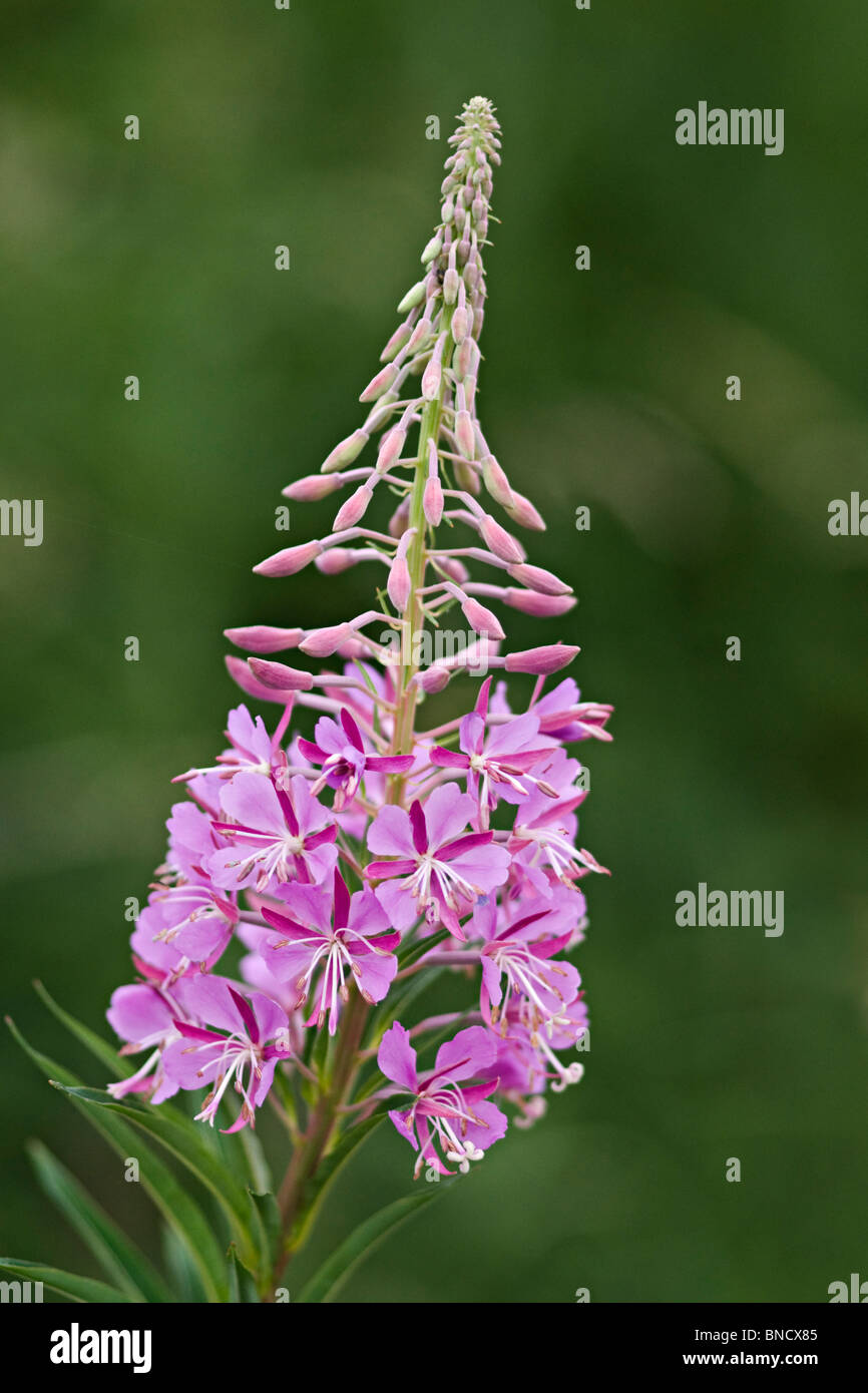 Rose-Bay Willow Kraut (Epilobium Angustilalium). Nahaufnahme der Blütenstand. Stockfoto