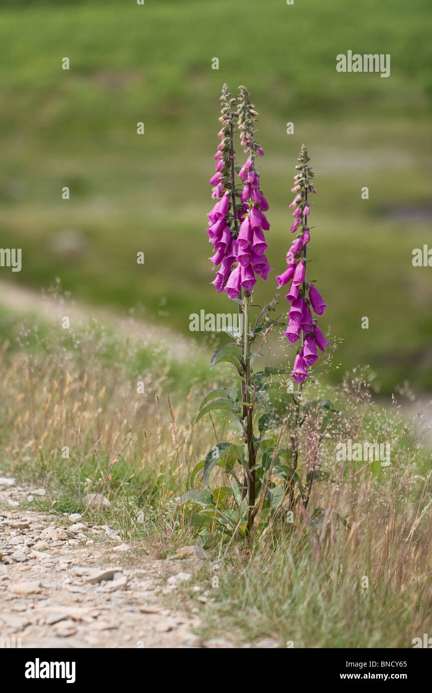 Fingerhut - Digitalis purpurea Stockfoto