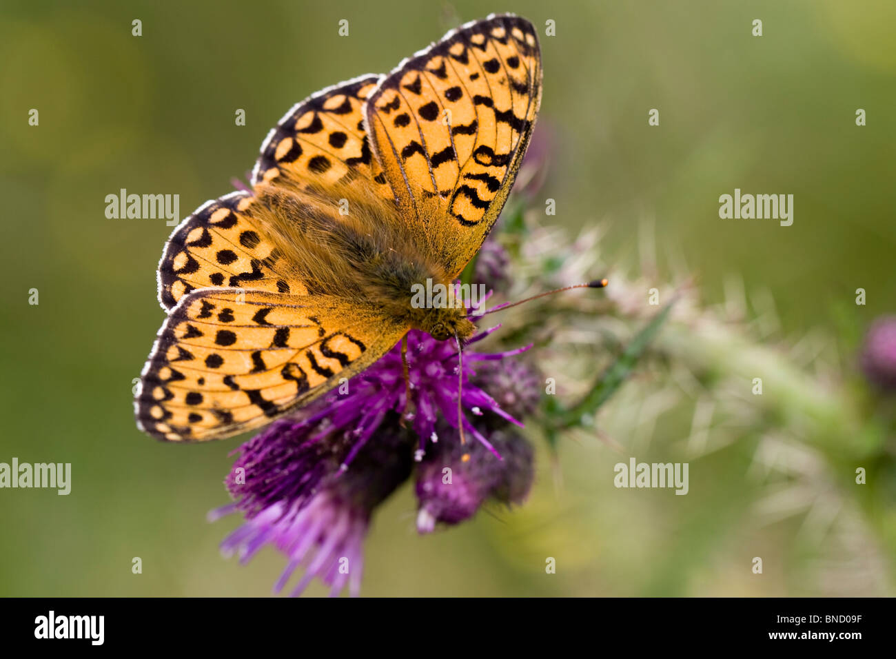 Dunkelgrün - fritillary Ceriagrion Doris Stockfoto