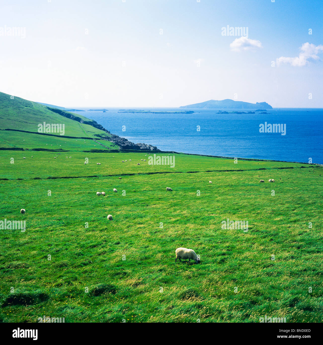 SCHAFBEWEIDUNG VON MEER DINGLE HALBINSEL COUNTY KERRY IRLAND Stockfoto