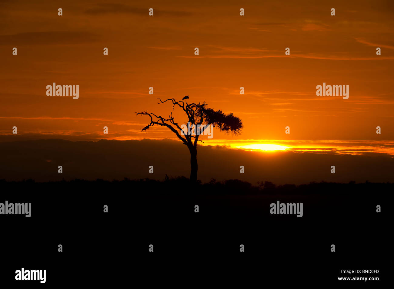 Sonnenaufgang über die Masai Mara, Kenia Stockfoto