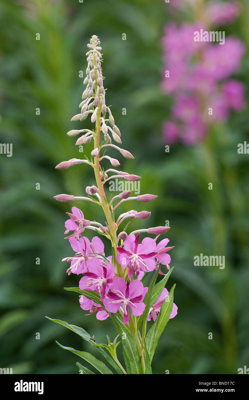 Rose-Bay Willow Herb Epilobium Angustilalium auch bekannt als "Feuerblume" Stockfoto