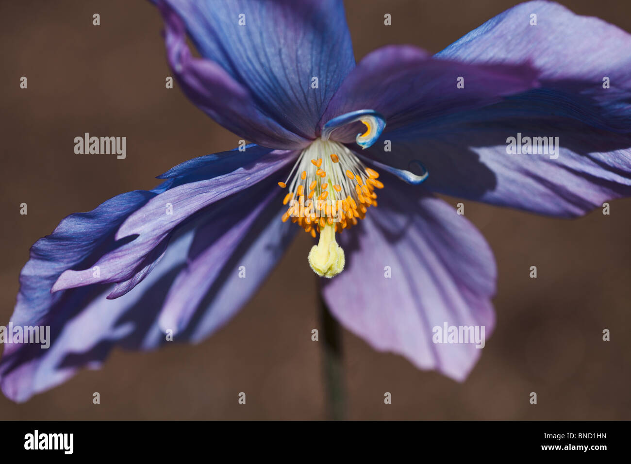 Mohn - Meconopsis "Jimmy Bayne" blau Stockfoto