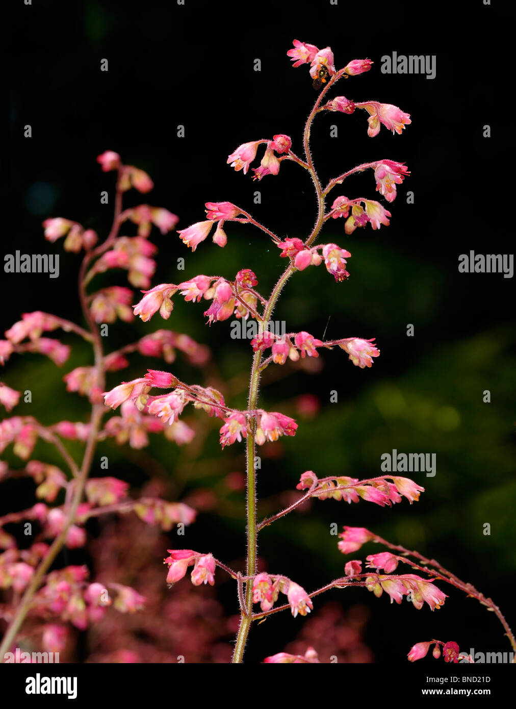 Stiel mit Rosa heuchera Coral bells Blumen in einen sonnigen Garten gegen einen Schatten Hintergrund Toronto Stockfoto