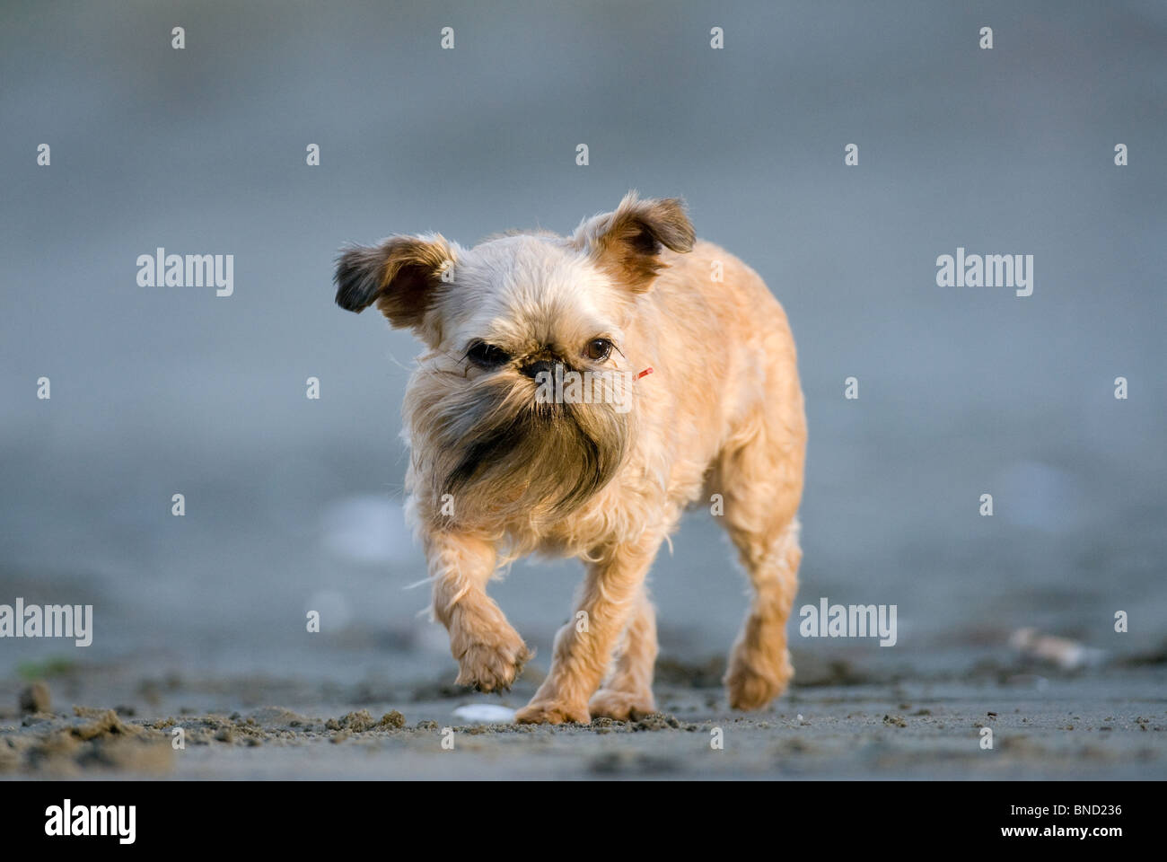 Griffon Hund Canis Lupus familiaris Stockfoto