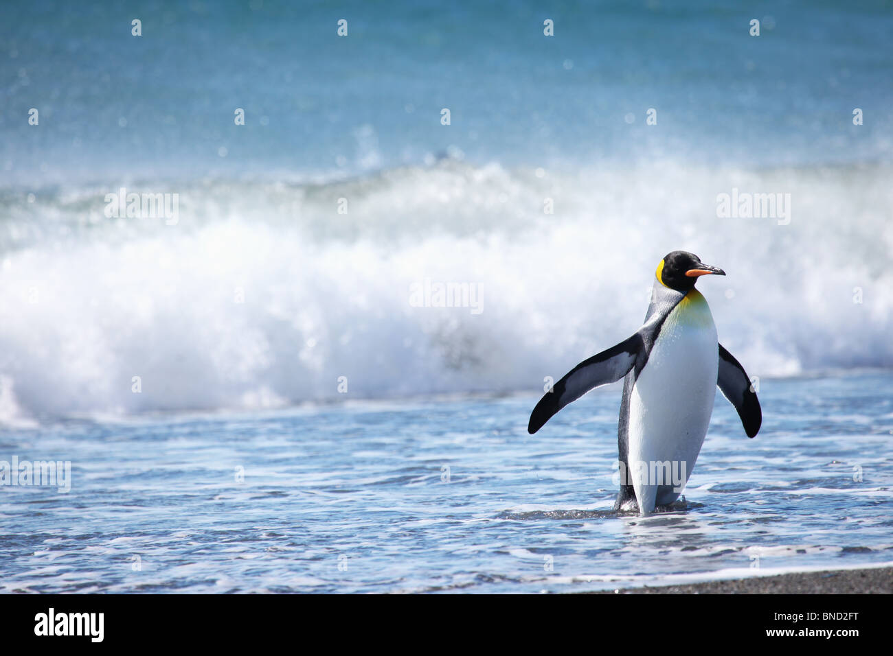 König Pinguin kehrt aus dem Meer, Salisbury Plains, Süd-Georgien Stockfoto