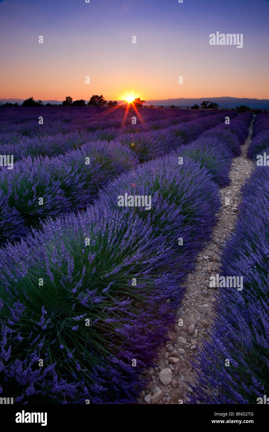Sonnenuntergang über einem Feld von Lavendel entlang der Valensole Plateau, Provence Frankreich Stockfoto