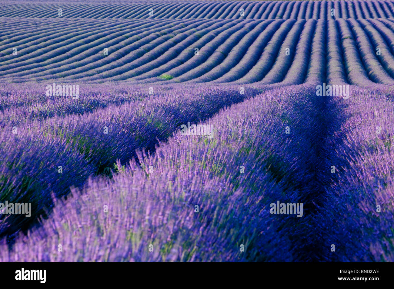 Bereich der Lavendel entlang der Valensole Plateau, Provence Frankreich Stockfoto