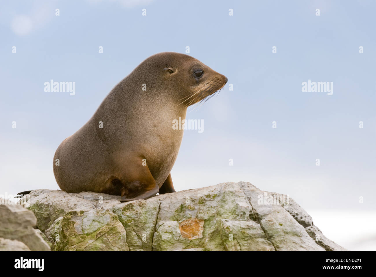 Juvenile Neuseeland Seebär Arctocephalus forsteri Stockfoto