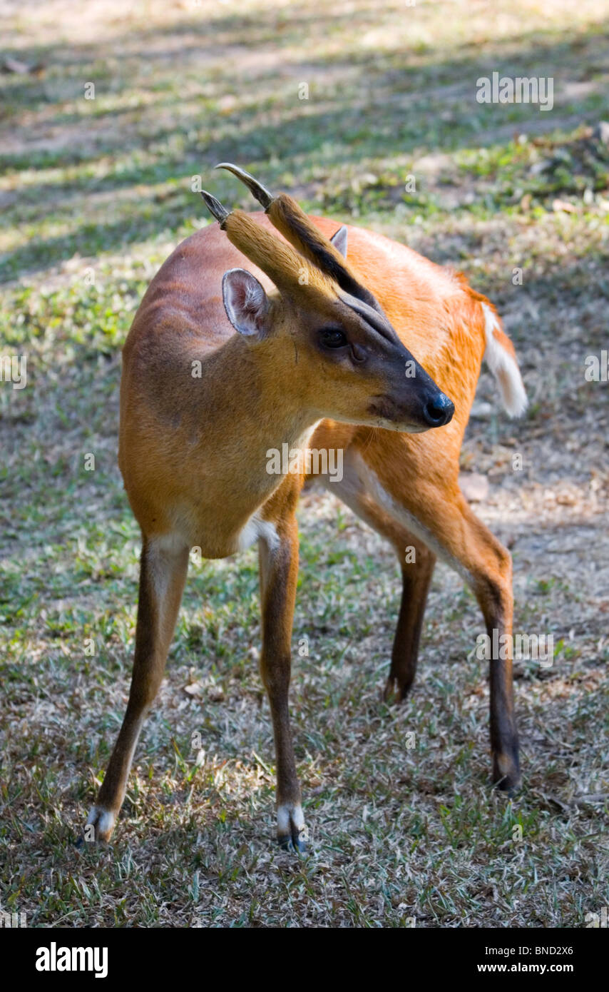 Barking Deer, Muntiacus Muntjak, Khao Yai Nationalpark, Thailand Stockfoto