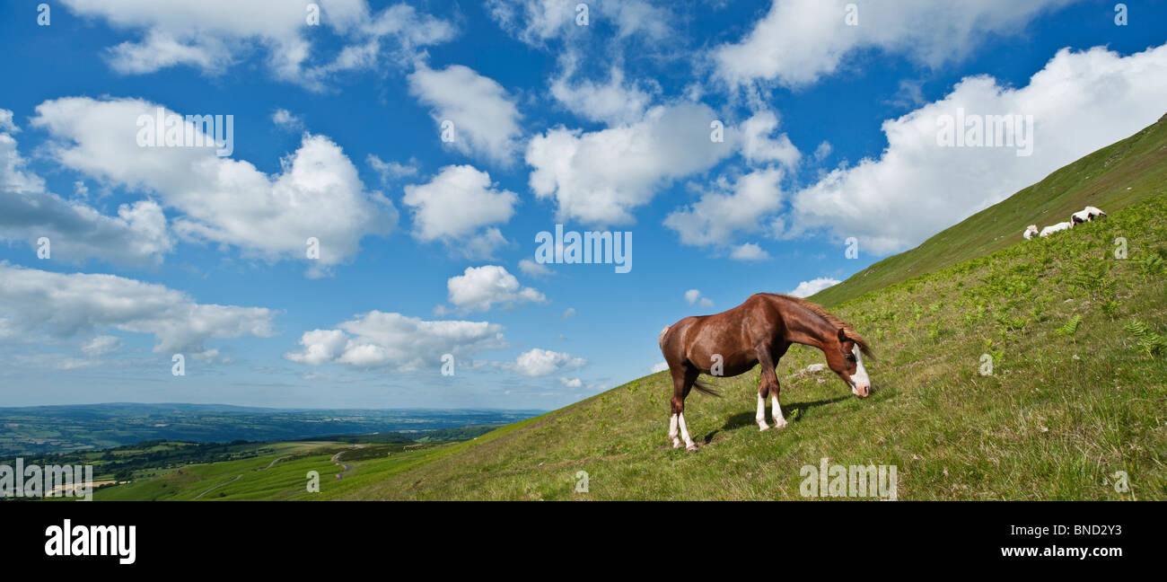 Welsh Mountain Pony Schürfwunden am Hang, Heu zu bluffen, Brecon Beacons National Park, Wales Stockfoto