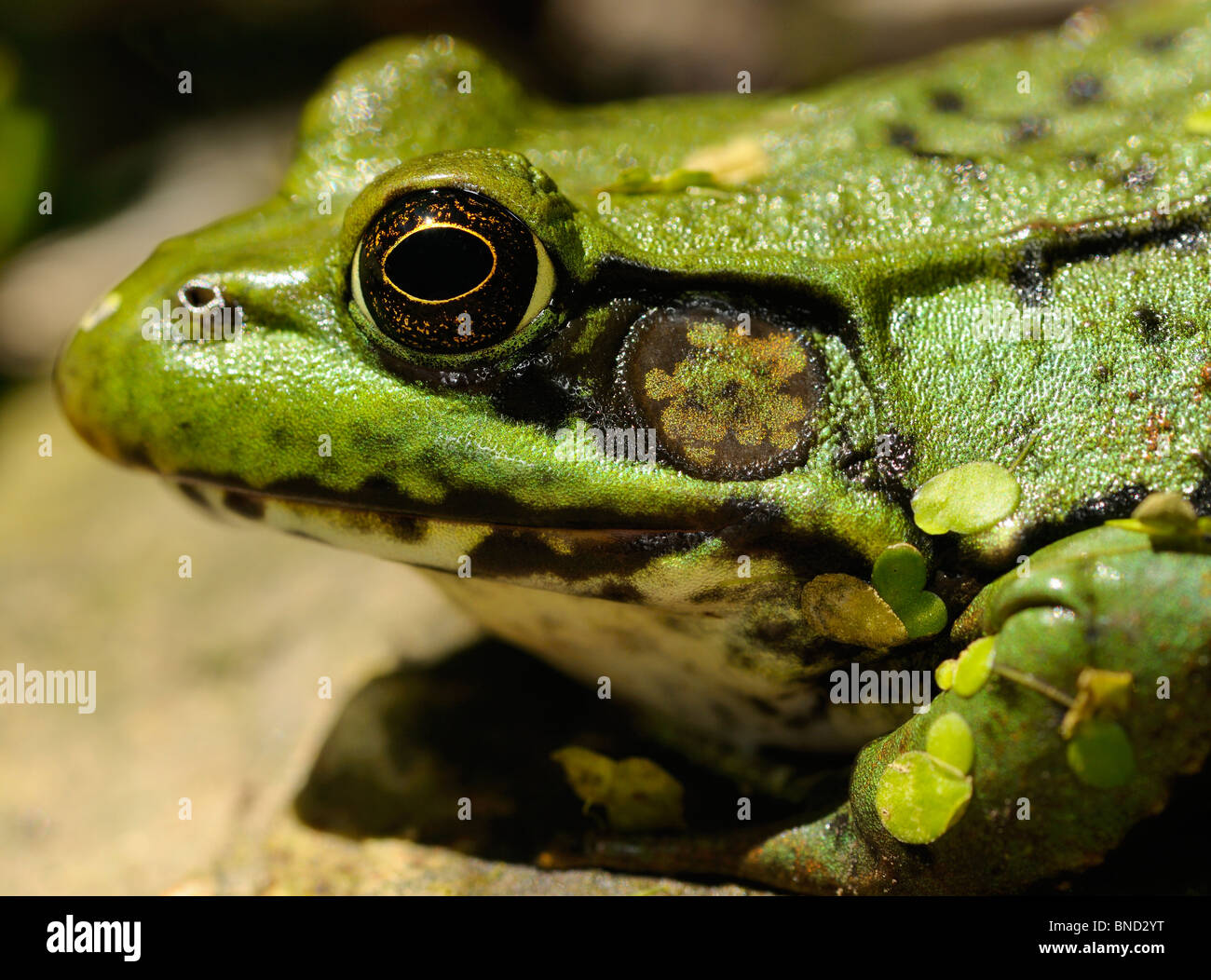 Großaufnahme eines weiblichen grünen Frosch Rana Clamitans Auge und Tympanon stalking Beute von einem Teich Stockfoto