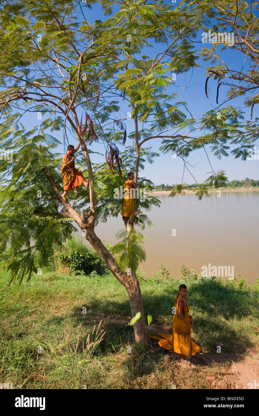 Mönche in orangefarbenen Gewändern ein Jacaranda Kletterbaum, Nong Kai, Thailand Stockfoto