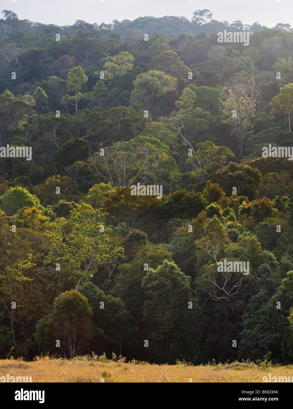 Regenwald im Nationalpark Khao Yai, Thailand Stockfoto