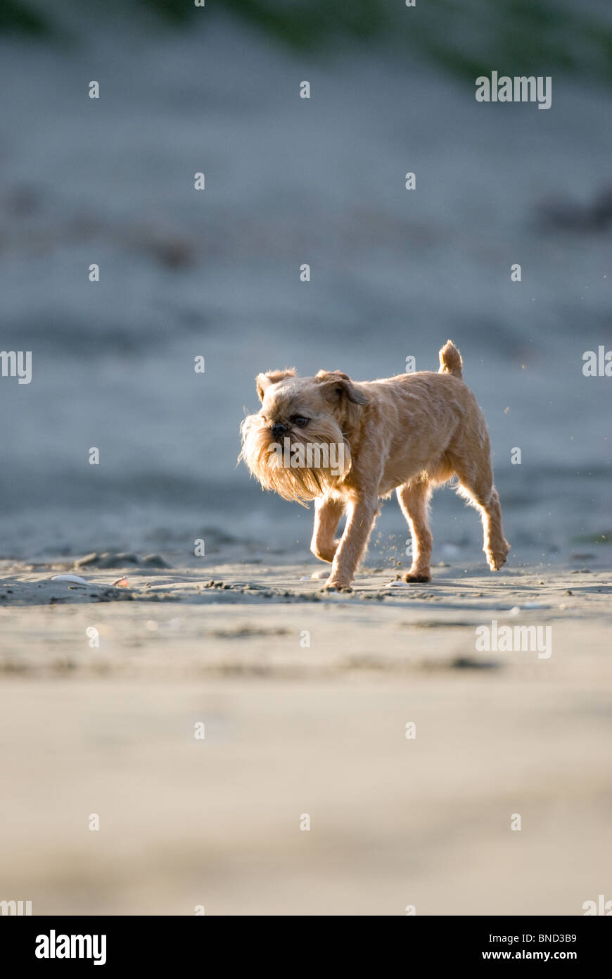 Canis lupus familiaris -Fotos und -Bildmaterial in hoher Auflösung – Alamy