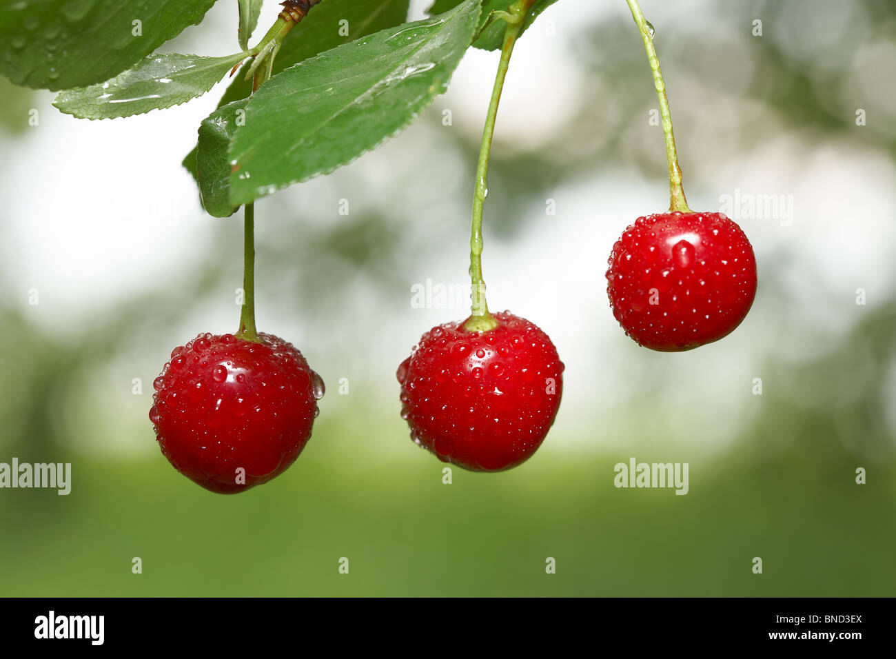 Nahaufnahme von drei Kirschen mit Tropfen auf Kirschbaum im Obstgarten Stockfoto