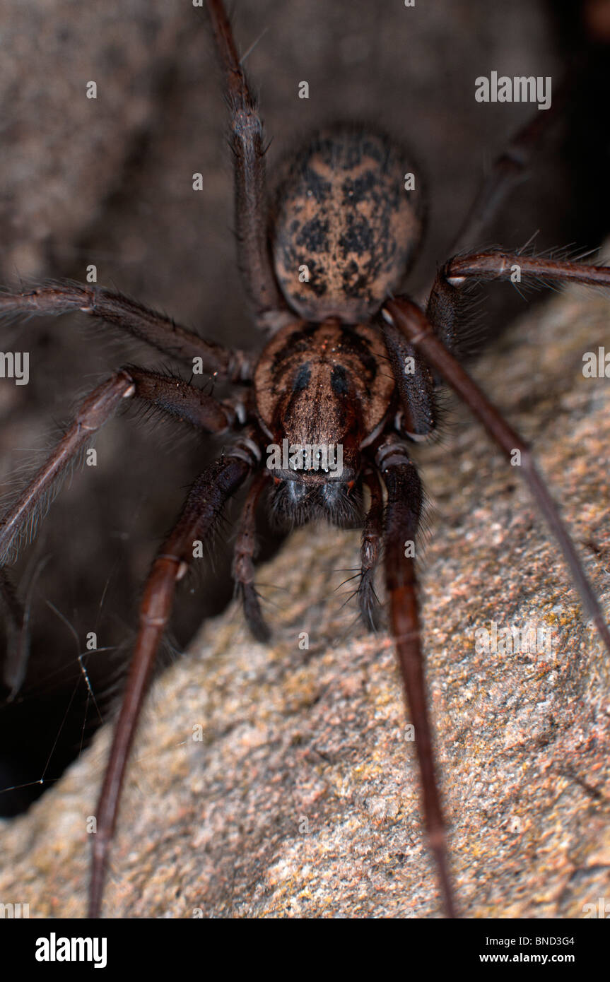 Gemeinsamen British House Spider (Tegenaria) in Nahaufnahme lauert in der Nähe von seinem Versteck Stockfoto